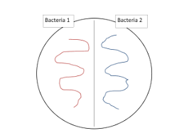 Bacteriological Culture Methods Microbiology A Laboratory