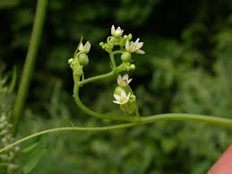 Image result for Cucumis bryoniifolius