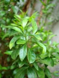 Pin On Nature S Pharmacy