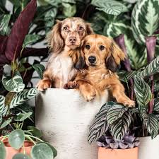 If you find a plant that is safe or toxic then generally most of the other plants in that family will share that characteristic making it easy find what you want quickly. Keep Home Safe With Pet Friendly Houseplants Avoiding These Toxic Plants