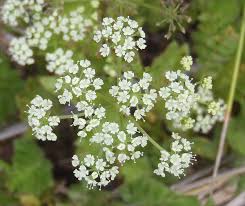 Image result for Berula