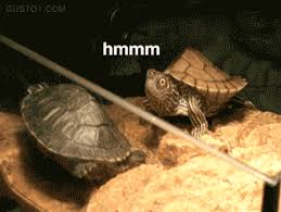 With tenor, maker of gif keyboard, add popular turtle eating strawberry animated gifs to your conversations. Eating Strawberry Gif On Gifer By Arcanebeard