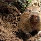 Managing Gophers and Moles in Your Garden - Saratoga