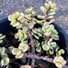 Image result for Odontosoria afra