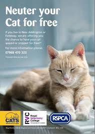 Benefits of spaying or neutering your cat according to dr. Cats Protection Offer Free Cat Neutering For Cat Owners In New Addington And Fieldway Limited Offer So Be Quick Ccc