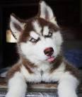 Types and Breeds of Husky Dogs - Animal Wised