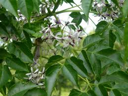 Image result for Melia azedarach