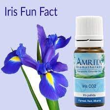Fun Facts About Aromatherapy And Essential Oils Frankincense Essential Oil Aromatherapy Essential Oils