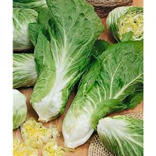 Chicoree Sauvage Amelioree Pain De Sucre Race Polska Graines Baumaux