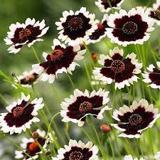 Perennials Plants Seeds Bulbs Garden Patio Perennials Plants Planting Flowers