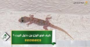 بيض الثعابين مستطيل بشكل عام ، لكن بعض الثعابين الأفريقية والآسيوية تضع بيضًا متعرجًا مثل جذر الزنجبيل أو يشبه حبة أرز . Ø·Ø§Ø±Ø¯ Ø§Ù„ÙˆØ²Øº
