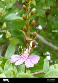 Image result for Baikiaea