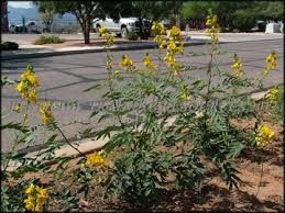 Image result for Senna hirsuta