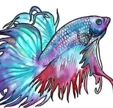 Contact rainbow betta fish on messenger. Keera S Rainbow Betta Fish Photos Facebook