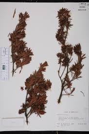 Image result for Surianaceae