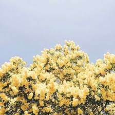 Myveryaestheticblog, a blog on tumblr. 130 Pastel Yellow Ideas Pastel Yellow Yellow Aesthetic Yellow Aesthetic Pastel