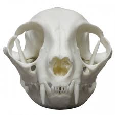 Common House Cat Skull