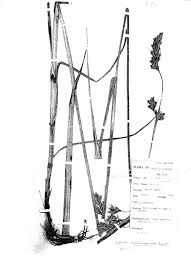 Image result for Scleria melanomphala