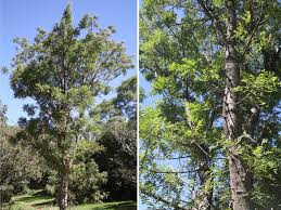 Image result for Kirkia acuminata