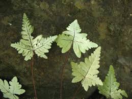 Image result for Aleuritopteris