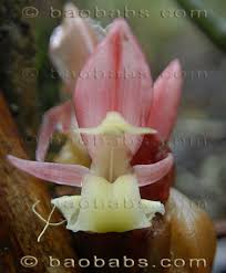 Image result for Aframomum angustifolium