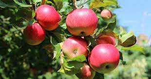 Get trees and plants made for pennsylvania. Six Fruit Trees And Plants That Thrive In Philadelphia S Nagaya Garden Pennsylvania News Today