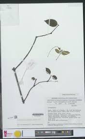 Image result for Motandra lujaei