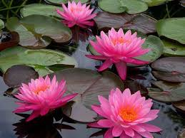 Stunning Hardy Blue Water Lilies For Sale Turtle Island Waterlilies Official Mike Giles Hardy Blue Water Lilies Water Lilies For Sale Most Beautiful Flowers