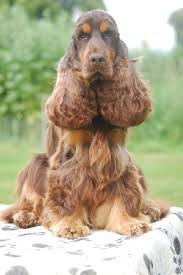 Graisser la patte sens : Chien Elevage Du Royaume Des Quatre Pattes Eleveur De Chiens Cocker Spaniel Anglais