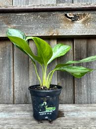 Image result for Bidens pinnatipartita