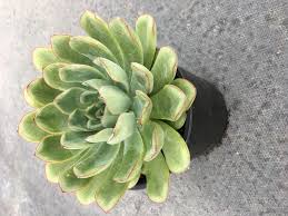 Image result for Plectranthus elegans