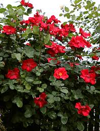 Includes such common types as sunflowers, marigolds, zinnias, petunias, geraniums, impatiens, coleus. Rosa Altissimo Climbing Rose Buy Online At Annie S Annuals