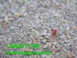 Occasionally, they wander indoors over floors, walls, counter tops, computer monitors, etc. Red Spider Mites Up Close Youtube