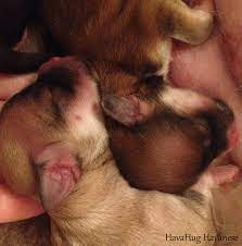 Maybe you would like to learn more about one of these? Havahug Havanese Puppies Havahug Havanese Puppies Of Michigan