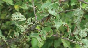 The fall webworm (hyphantria cunea) is known to feed late in the season on nearly 100 different species of trees in north america. Organic Control For Flea Weevil Good Fruit Grower