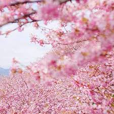 A wonderful addition to your landscape. Japanese Flowering Cherry Blossom Sakura Seeds 5 Prunus Serrulata Tree Seeds For Home Garden Planting Buy Online In Bahamas At Bahamas Desertcart Com Productid 156419549