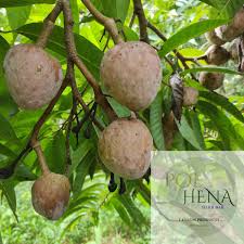 Image result for Annona reticulata
