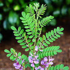 Image result for Indigofera emarginella