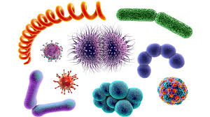 The tiny world of microbes- they might be small but they are mighty! –  EquineCare Probiotic