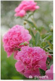 Shop at saks off 5th today. Blooming Peony Bush With Large Pink Flowers Poster Pixers We Live To Change