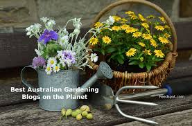 I wanted to share some of the best gardening blogs for beginners to follow. Top 20 Australian Gardening Blogs And Websites In 2021
