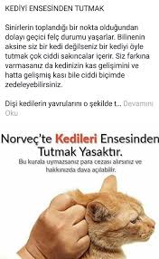 Nilgun Aaydogan Adli Kullanicinin Empatisev Panosundaki Pin Hayvan Haklari Kedi Hayvan