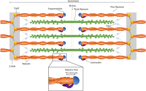 The functions of the levator scapulae include the lateral flexion of the neck (ipsilateral), drawing the scapula. Nebulin Big Protein With Big Responsibilities Springerlink
