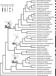 Image result for Agelanthus sansibarensis
