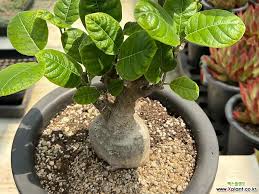 Image result for Fockea multiflora