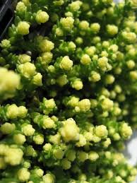 Maybe you would like to learn more about one of these? Sedum Acre Golden Queen Biting Stonecrop Golden Queen Rhs Gardening