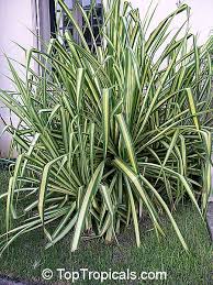 Image result for Pandanus
