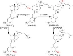 Vitamin d helps regulate the amount of calcium and phosphate in the body. 1a 20 S Dihydroxyvitamin D 3 Interacts With Vitamin D Receptor Crystal Structure And Route Of Chemical Synthesis Scientific Reports
