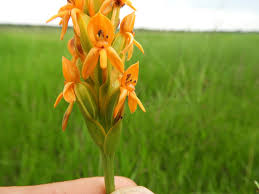 Image result for Platycoryne