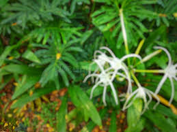 Image result for Chlorophytum amplexicaule